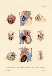 Heart Structure